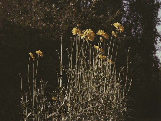 #nature #clouds #flowers 