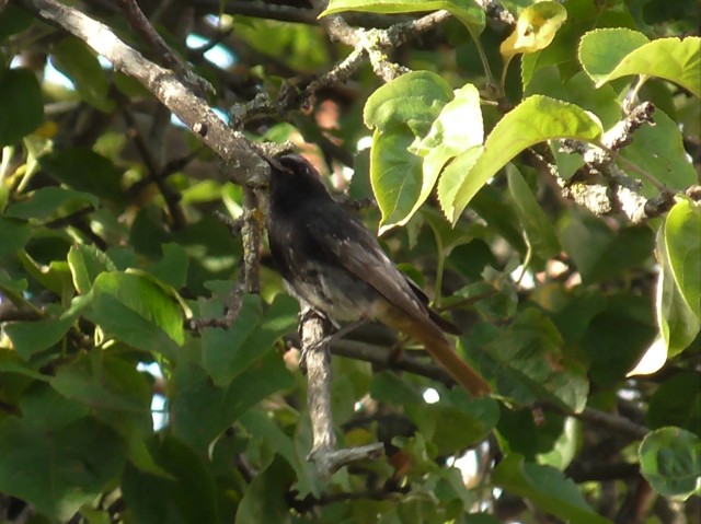 #some birds 