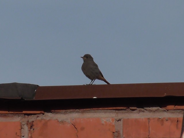 #some birds 