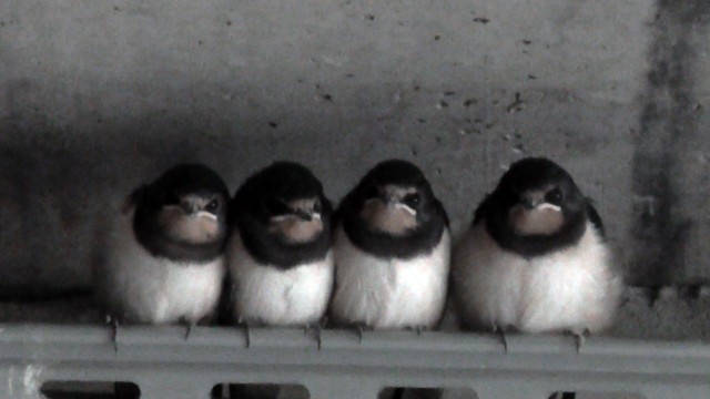 #cute 4 birds #they are siblings #I saw them when they were growing in the nest 