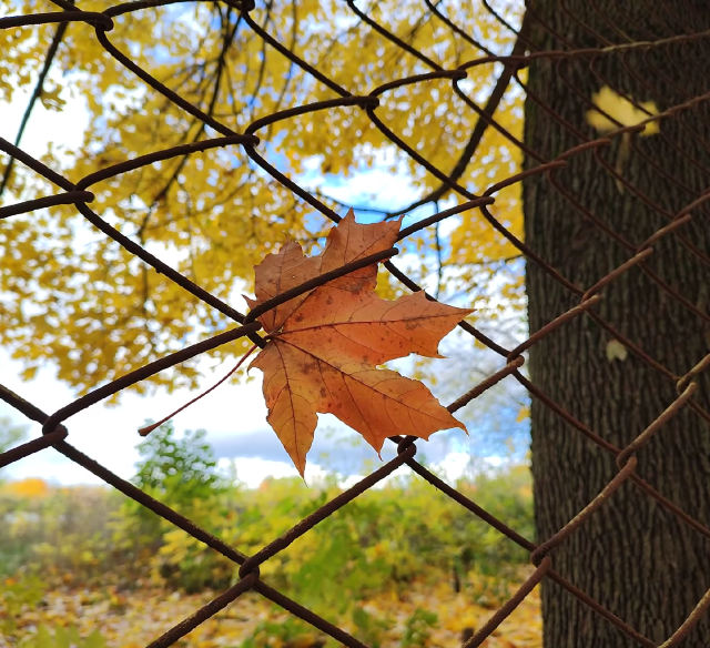 #music #audio #songs #song #lyrics #music video #music engineer #bandcamp #music studio #fall